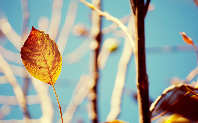 single autumn leaf in sunlight