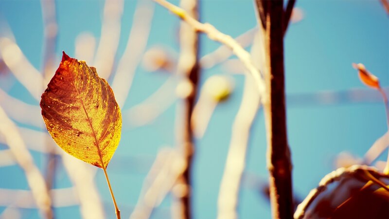 single autumn leaf in sunlight