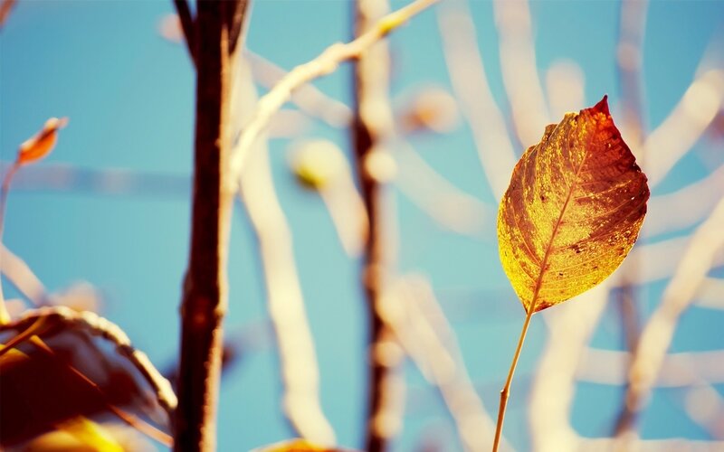 single autumn leaf in sunlight