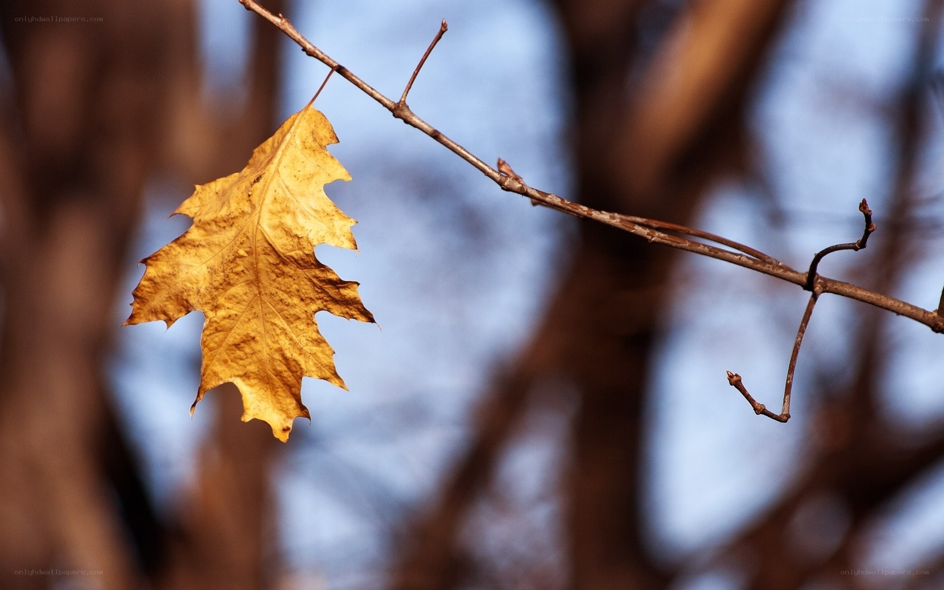 Single autumn leaf on a branch