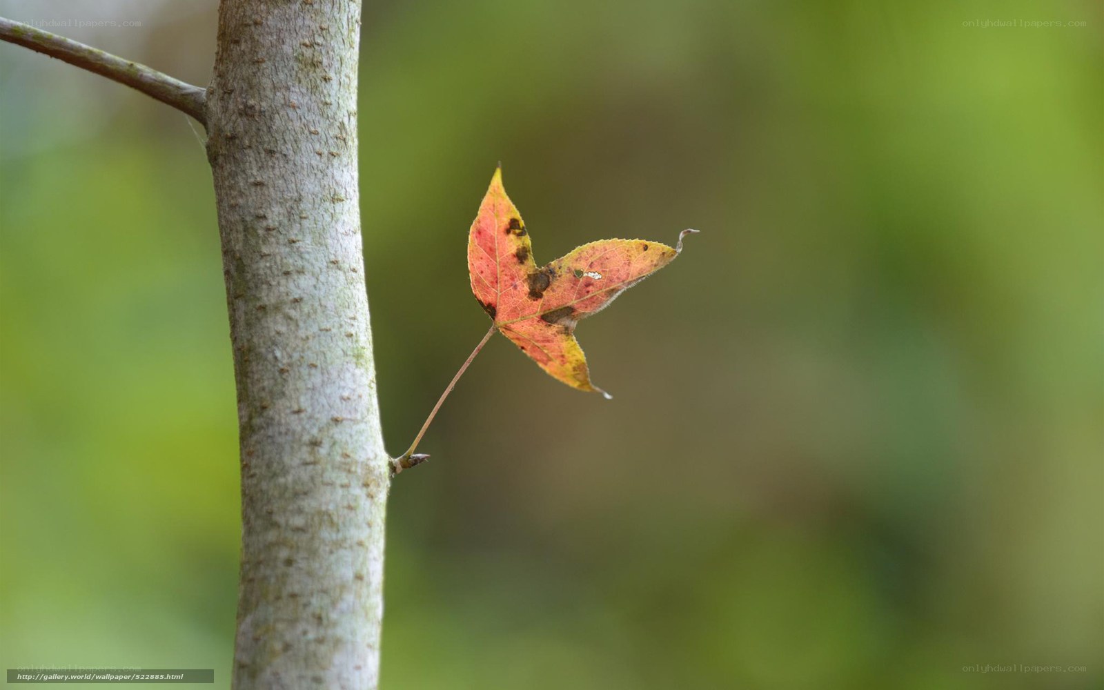 Single autumn leaf on a branch