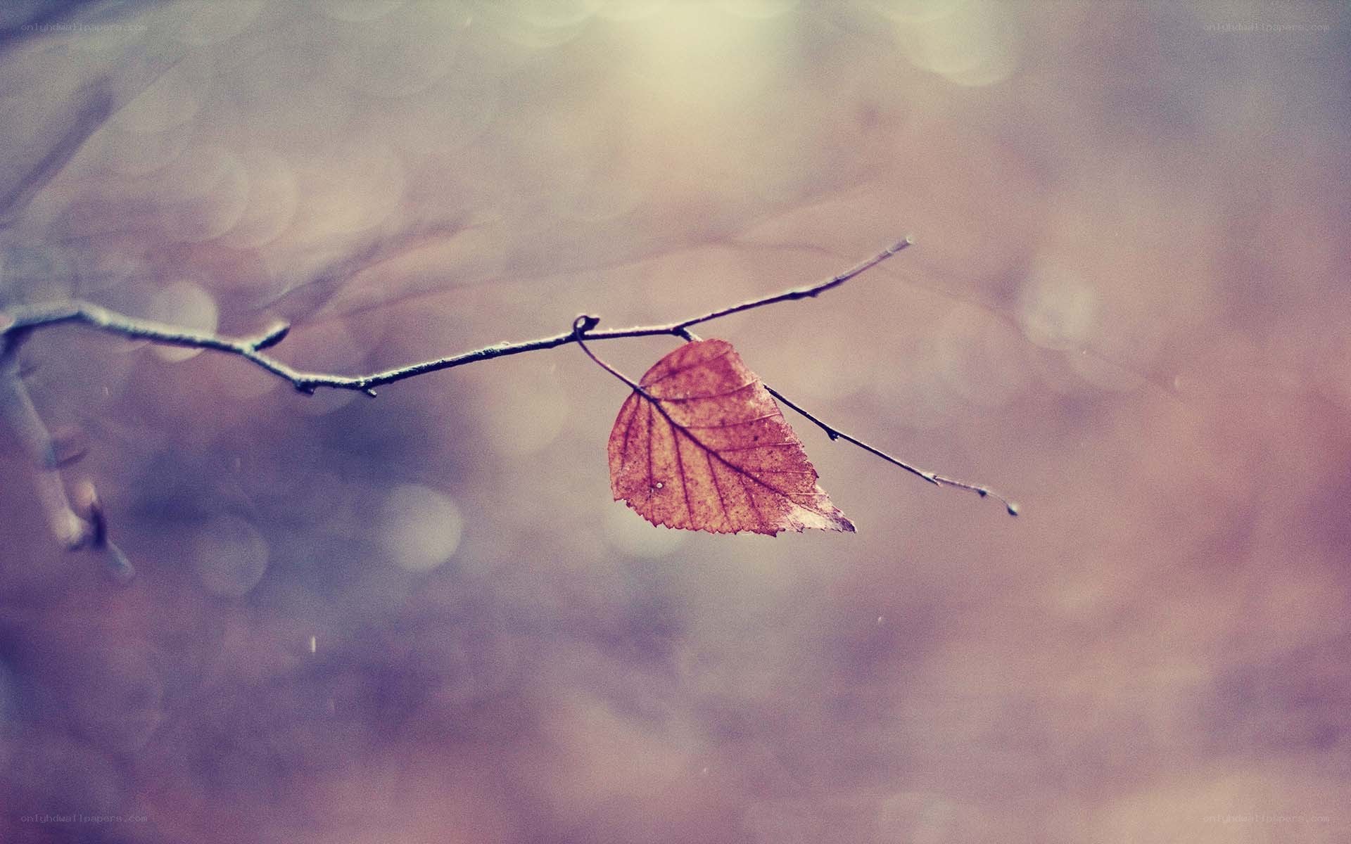 single autumn leaf on a branch