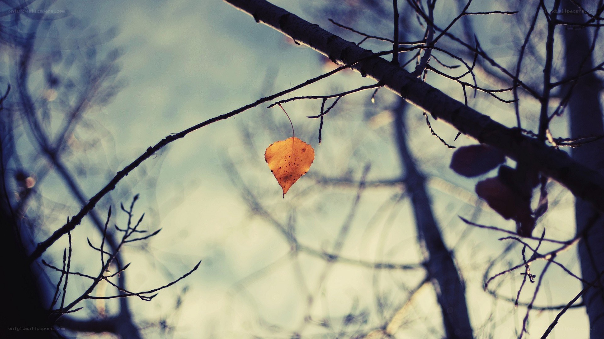 single autumn leaf on a branch