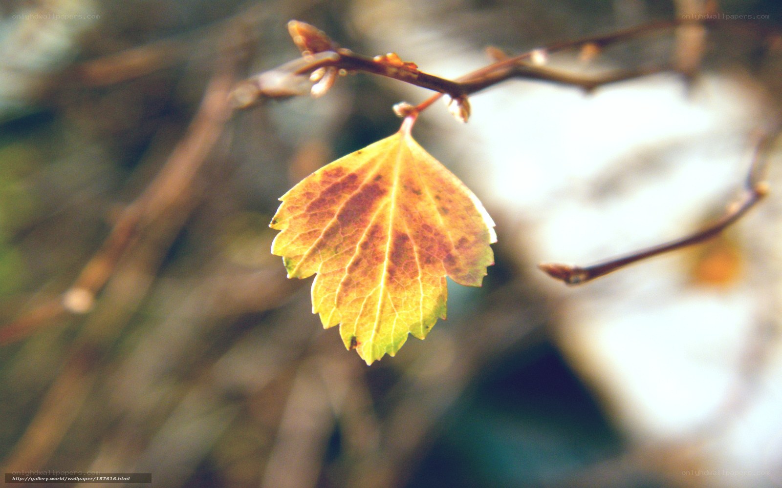 Single autumn leaf on a branch