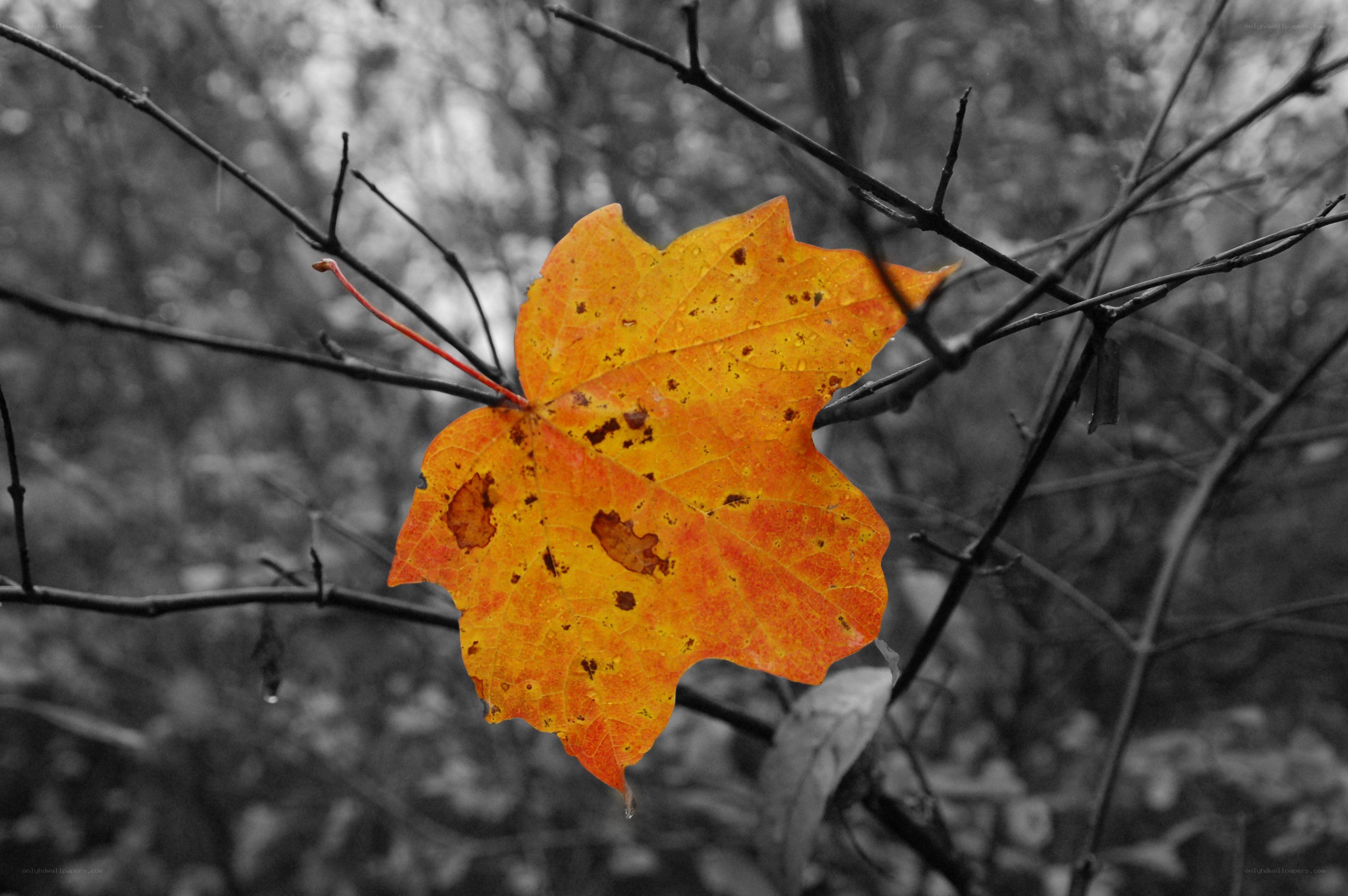 single autumn leaf on branch