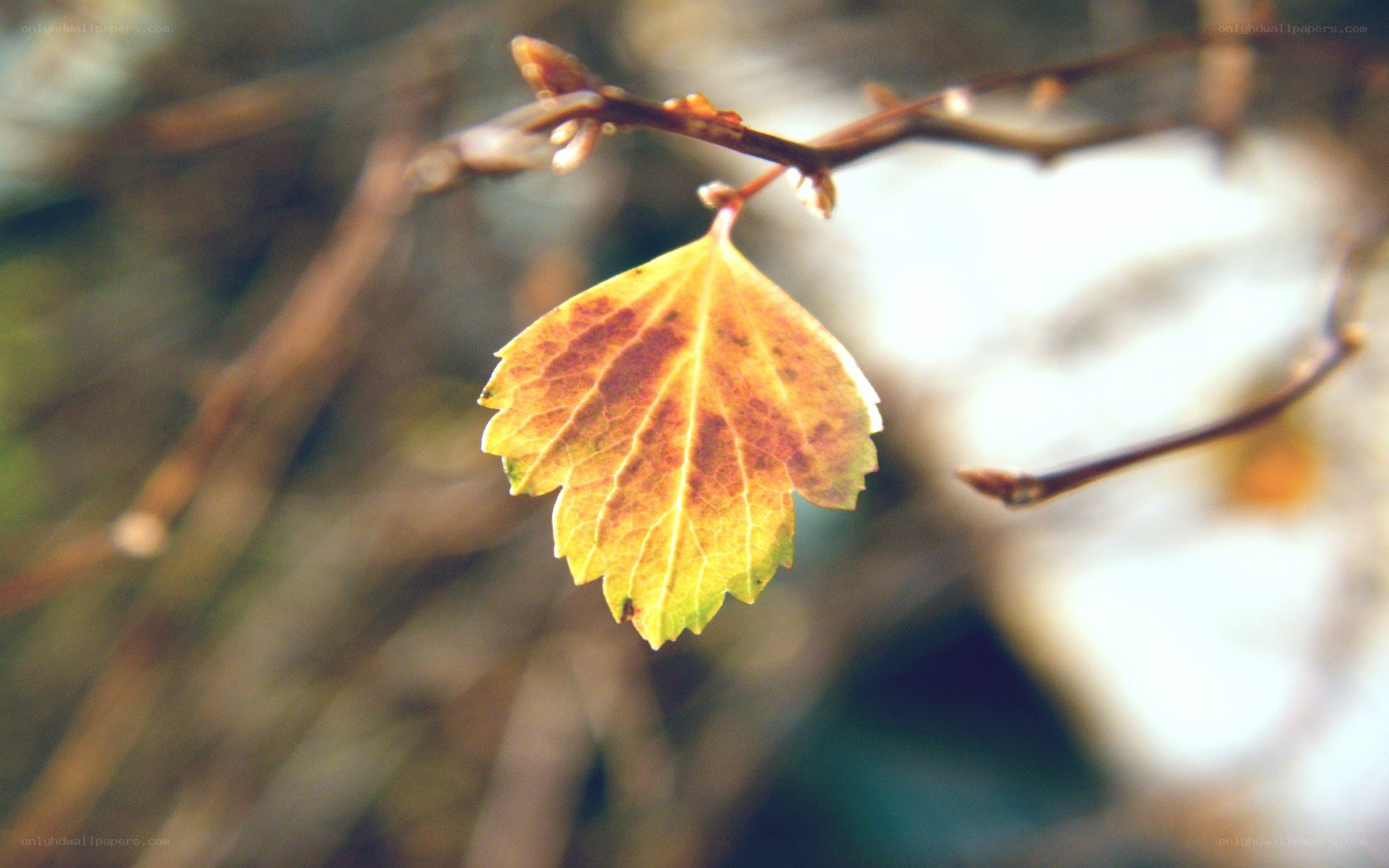 single autumn leaf on branch