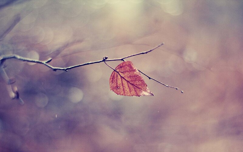 Single Autumn Leaf on Branch — Brown, Serene