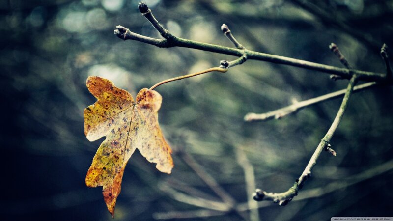 Single Autumn Leaf on Branch — Brown