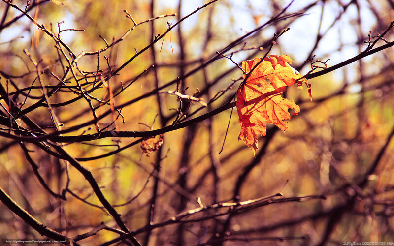 Single Autumn Leaf on Branch — Orange