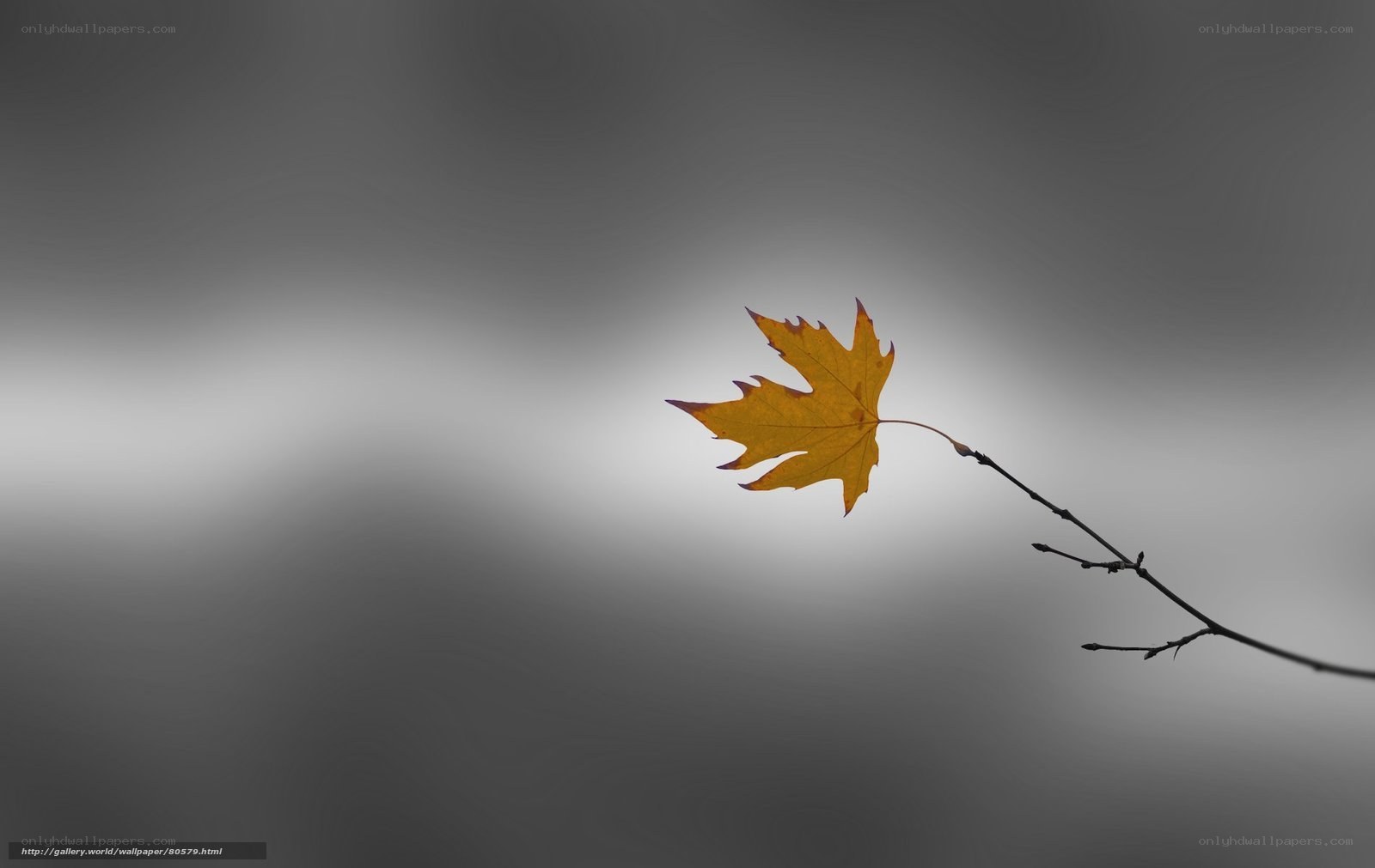 single autumn leaf on branch
