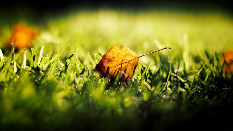 Single Autumn Leaf on Grass