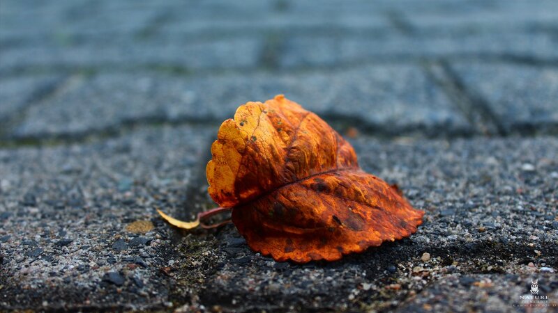 Single Autumn Leaf — Orange, Calm, Photograph