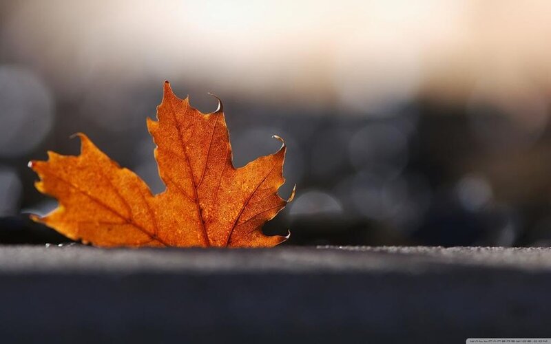 Single Autumn Leaf — Orange, Calm