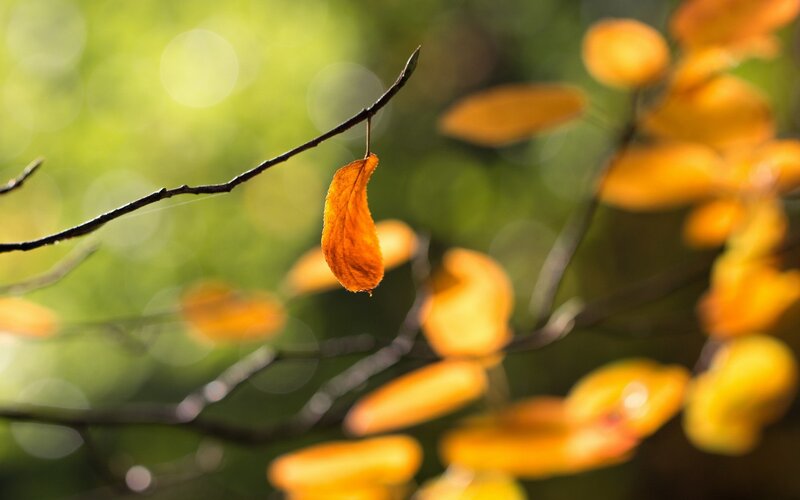 Single Autumn Leaf — Orange, Serene, Photograph, Branch, Bokeh