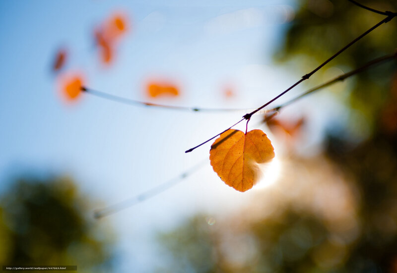 Single Autumn Leaf — Orange, Serene, Photograph, Branch