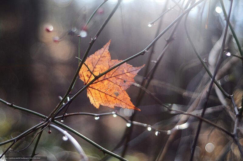 Single Autumn Leaf — Orange, Serene, Photograph, Branches