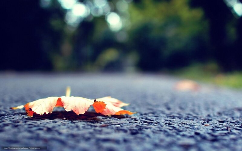 Single Autumn Leaf — Orange, Serene, Photograph