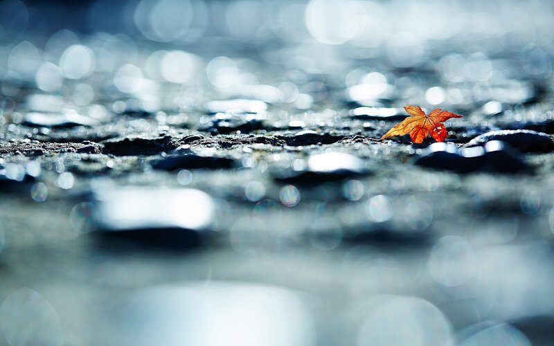 Single Autumn Leaf — Orange, Serene, Photograph, Wet Ground