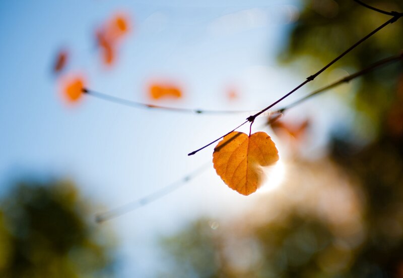 Single Autumn Leaf — Orange, Serene