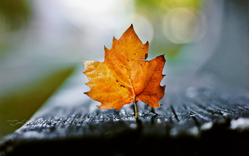 Single Autumn Leaf — Orange