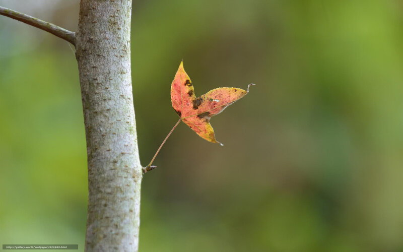 Single Autumn Leaf — Red, Serene