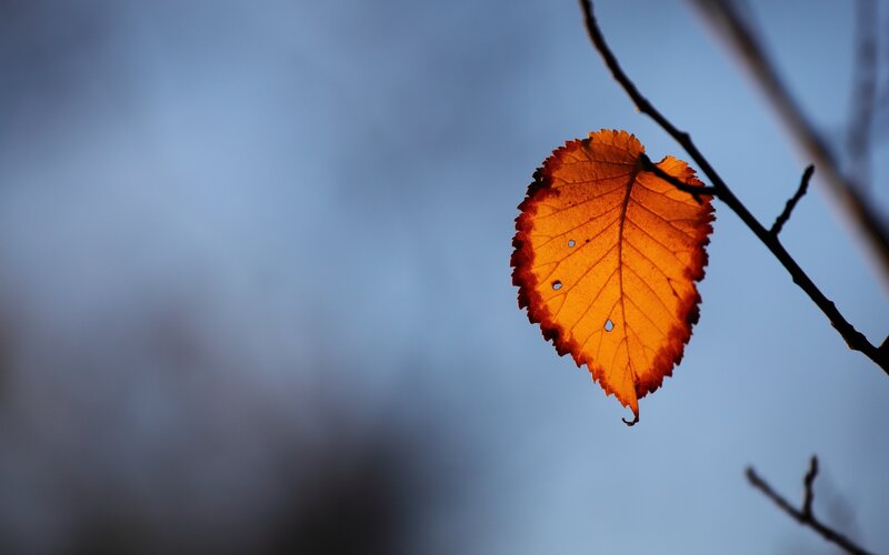 Single Autumn Leaf