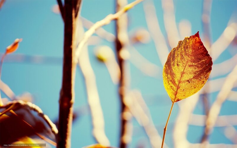 Single Autumn Leaf — Yellow, Serene, Photograph