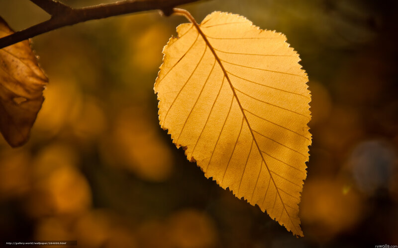 Single Autumn Leaf — Yellow, Serene