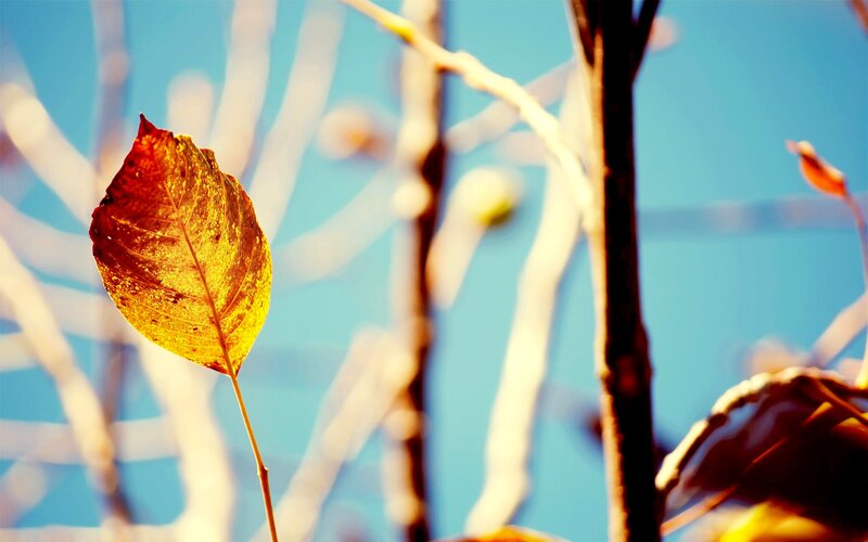 Single Autumn Leaf — Yellow