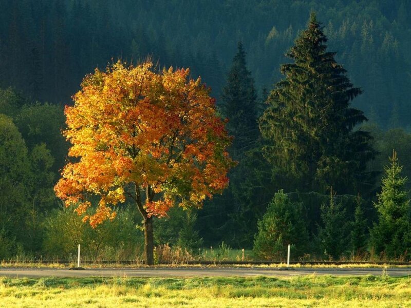 Single Autumn Tree