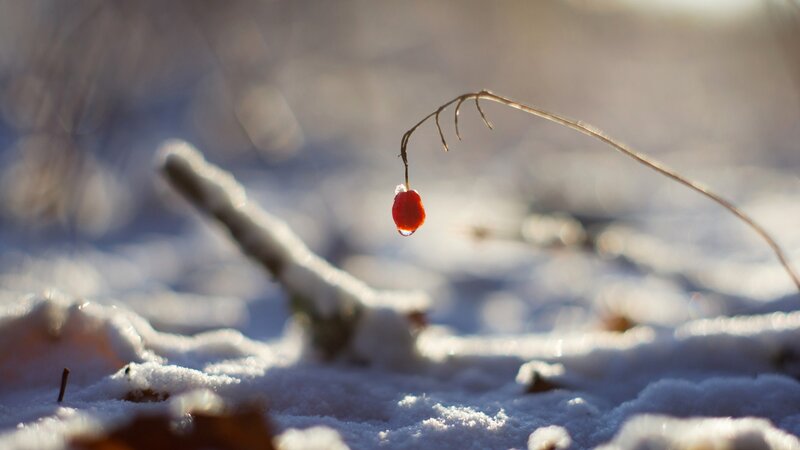 single berry in winter snow