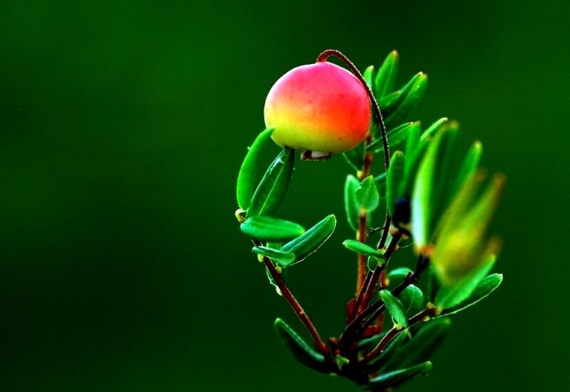 Single Berry on a Branch