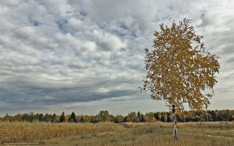 Single Birch Tree in Field