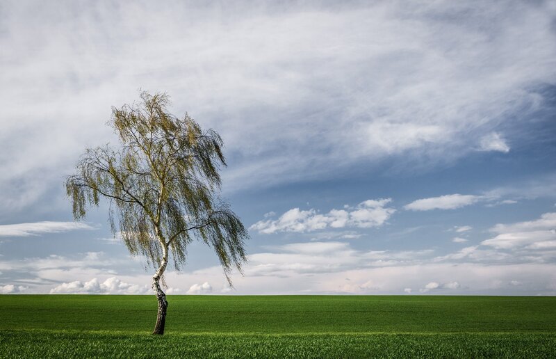 Single Birch Tree