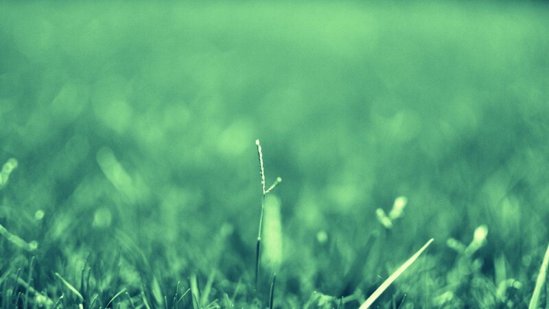 Single Blade of Grass — Green