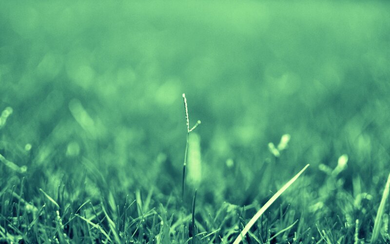 Single Blade of Grass — Serene