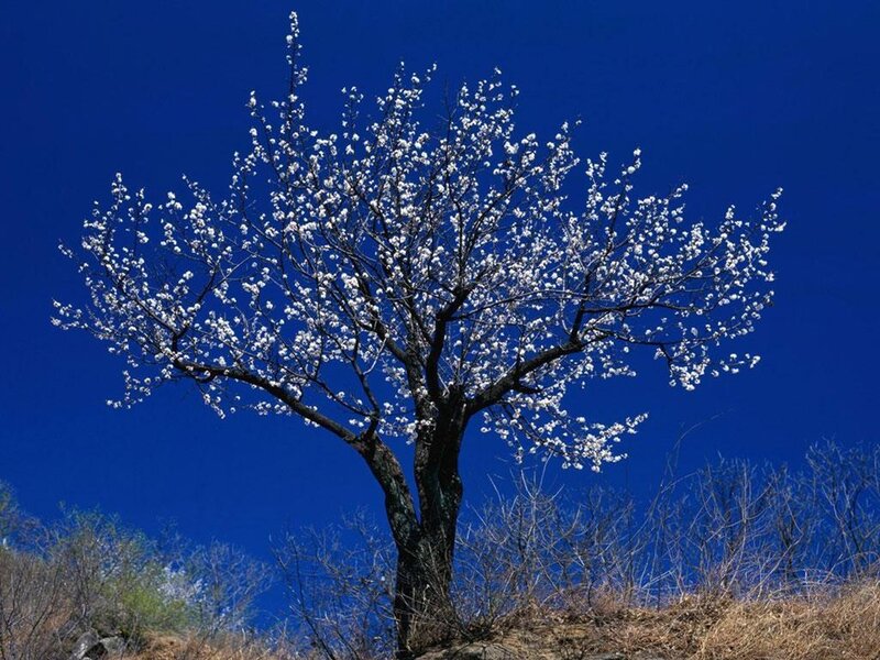 Single Blooming Tree