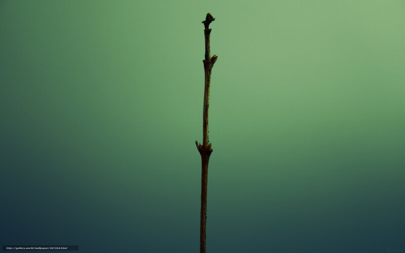 single branch against green background