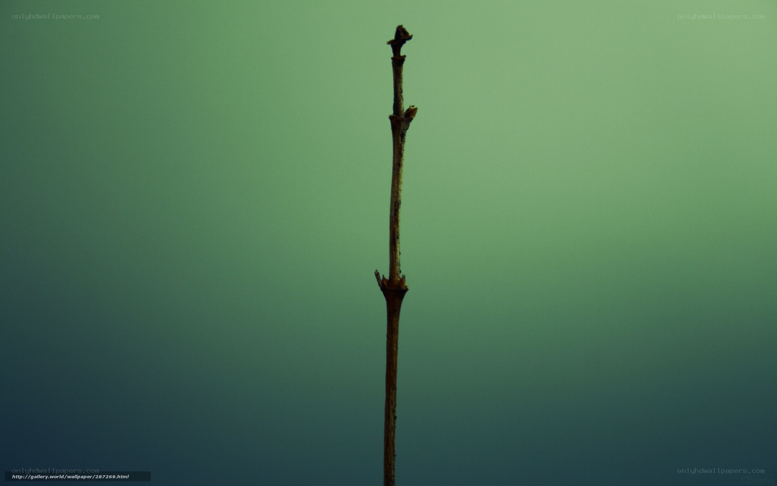 single branch against green background