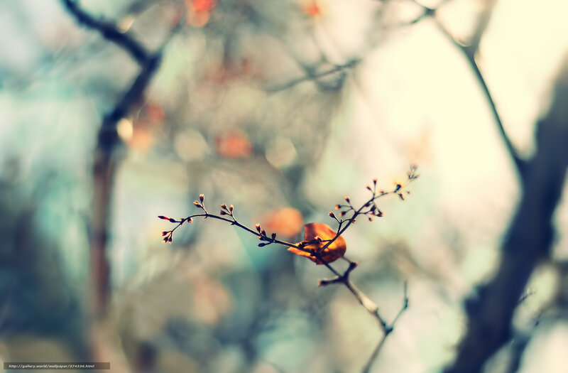 Single Branch with Leaf