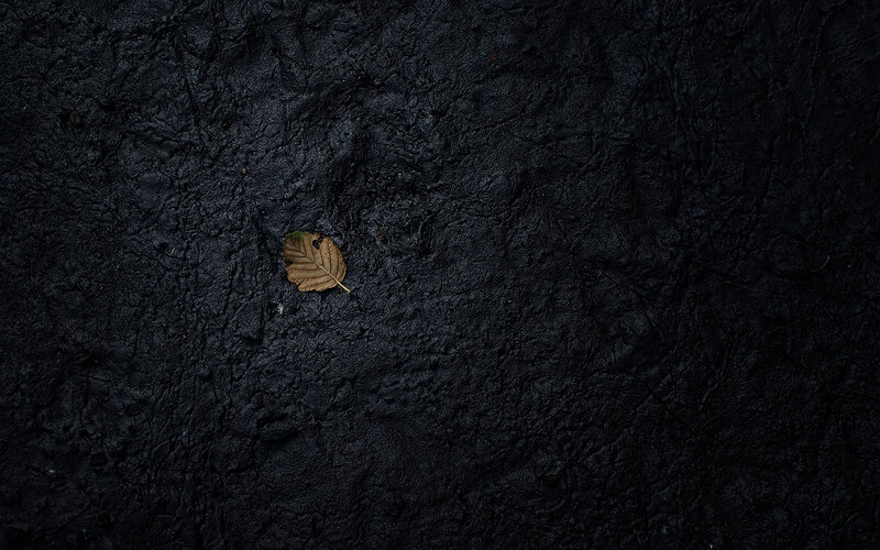 Single Brown Leaf — Black
