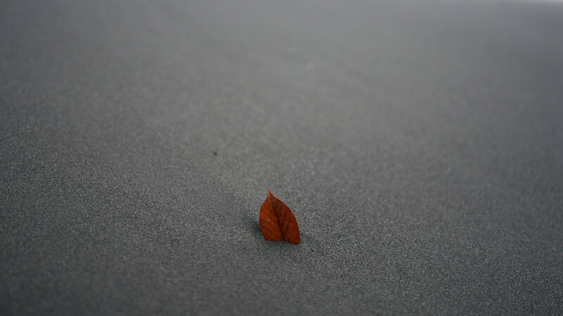 Single Brown Leaf — Calm