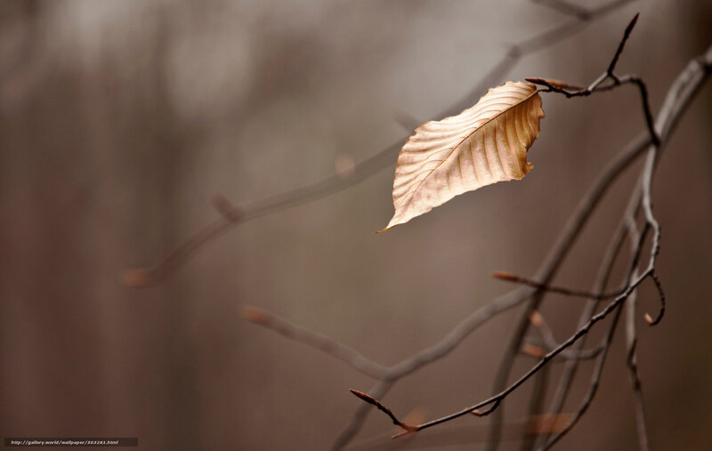 Single Brown Leaf on Branch