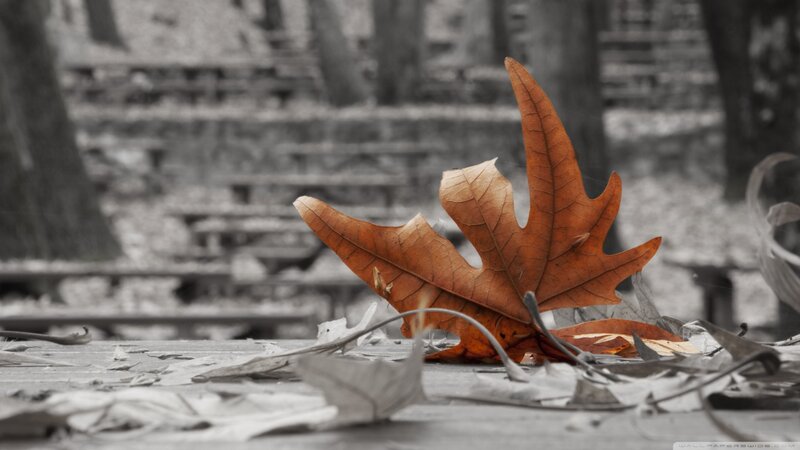 Single Brown Leaf on Ground