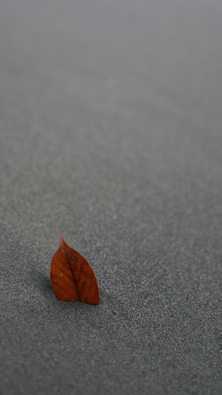 Single Brown Leaf — Serene