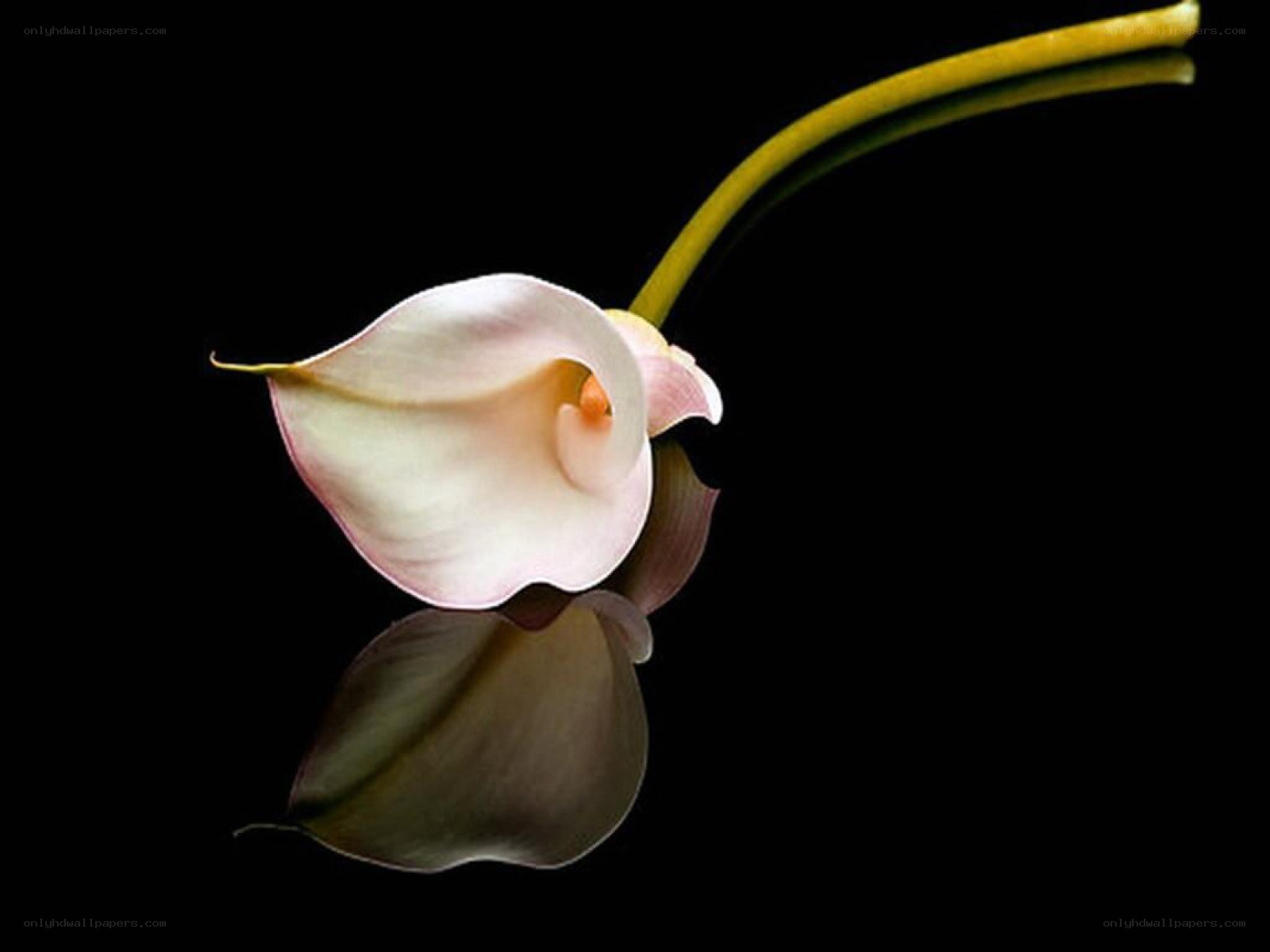 Single calla lily on black