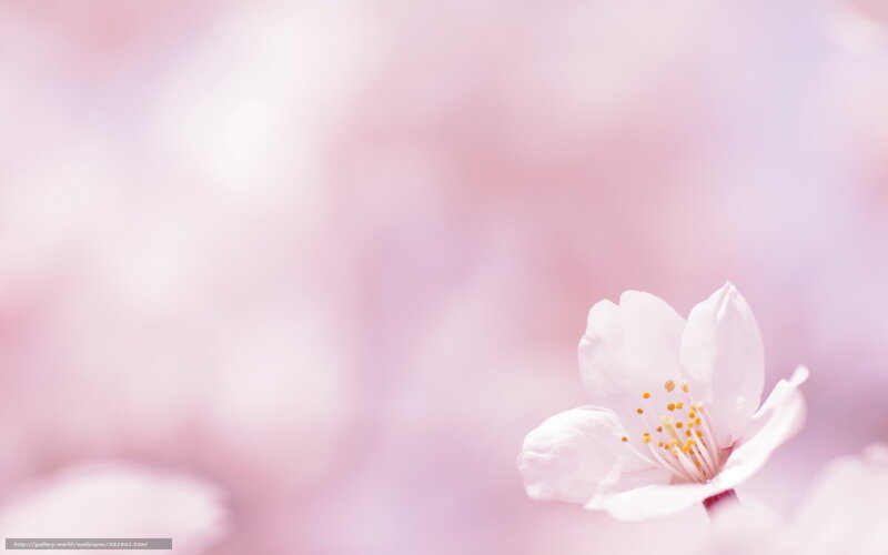 Single Cherry Blossom