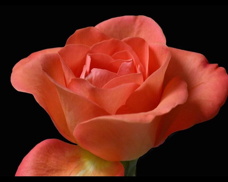 Single Coral Rose