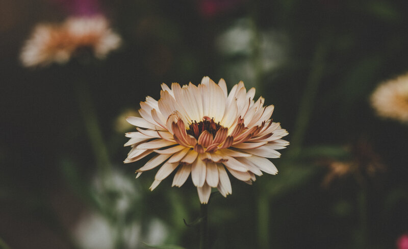 Single Cream-colored Flower