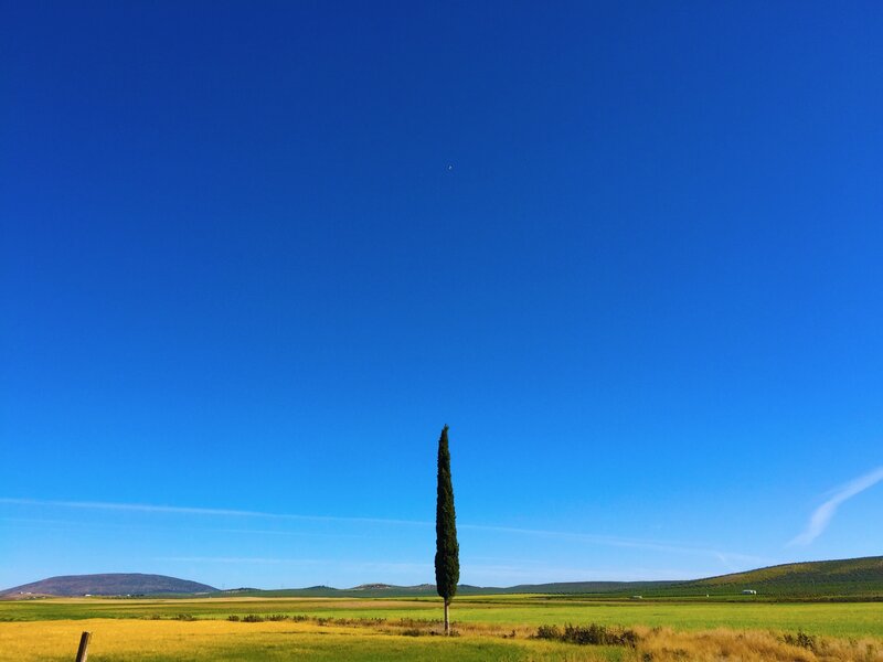 Single Cypress Tree